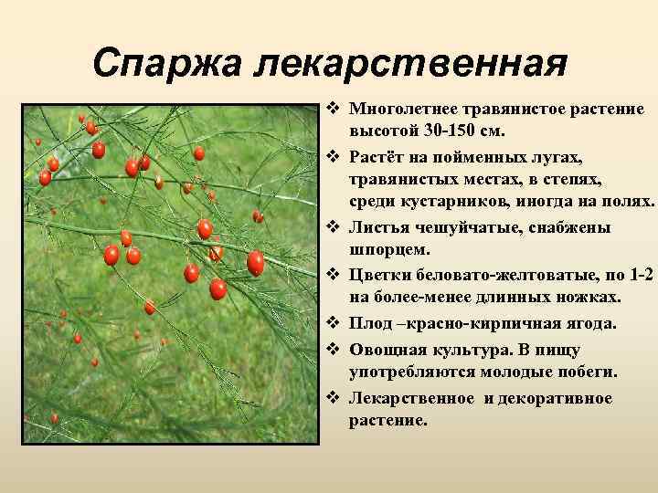 Спаржа лекарственная v Многолетнее травянистое растение высотой 30 -150 см. v Растёт на пойменных