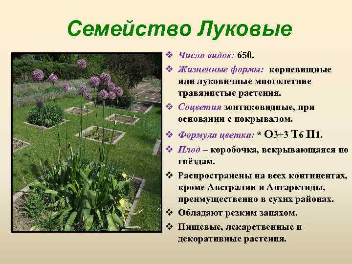 Семейство Луковые v Число видов: 650. v Жизненные формы: корневищные или луковичные многолетние травянистые