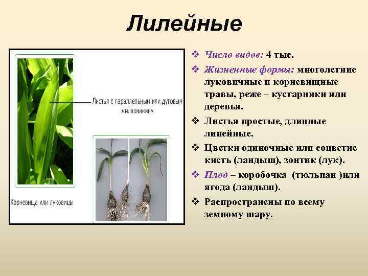 Лилейные v Число видов: 4 тыс. v Жизненные формы: многолетние луковичные и корневищные травы,