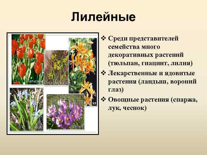 Лилейные v Среди представителей семейства много декоративных растений (тюльпан, гиацинт, лилия) v Лекарственные и