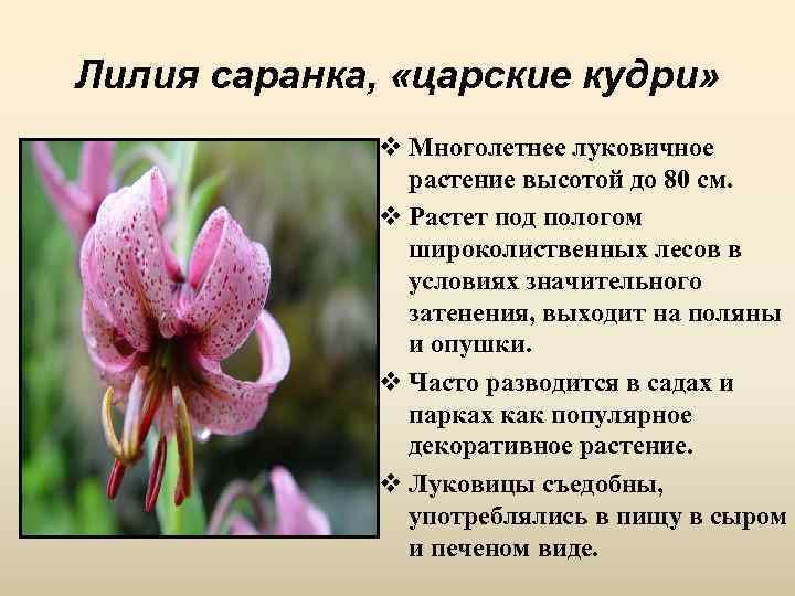 Лилия саранка, «царские кудри» v Многолетнее луковичное растение высотой до 80 см. v Растет