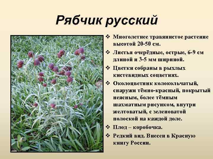 Рябчик русский v Многолетнее травянистое растение высотой 20 -50 см. v Листья очерёдные, острые,