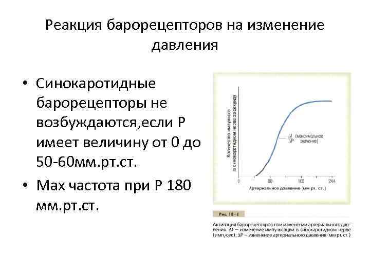 Реакция барорецепторов на изменение давления • Синокаротидные барорецепторы не возбуждаются, если Р имеет величину