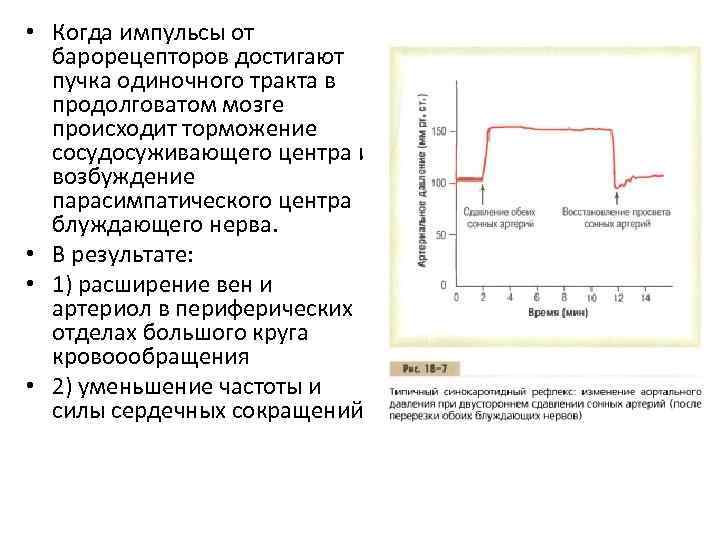  • Когда импульсы от барорецепторов достигают пучка одиночного тракта в продолговатом мозге происходит