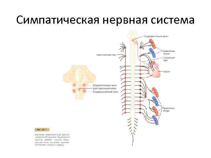 Симпатическая нервная система 