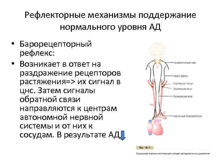 Как осуществляется безусловно рефлекторная регуляция. Барорецепторный рефлекс физиология. Барорецепторный рефлекс регуляции ад. Рефлекс с барорецепторов схема. Артериальный Барорецепторный рефлекс.