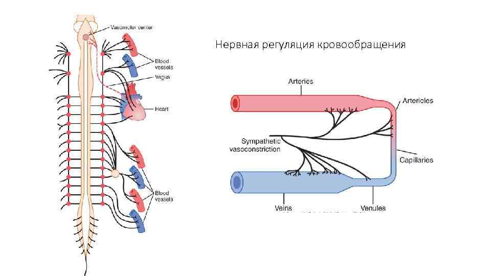 Нервная регуляция кровообращения 