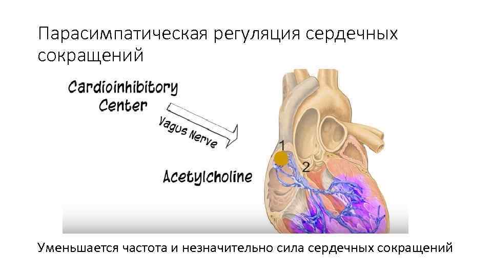Парасимпатическая регуляция сердечных сокращений Уменьшается частота и незначительно сила сердечных сокращений 