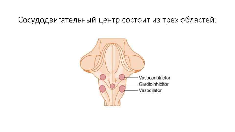 Сосудодвигательный центр состоит из трех областей: 