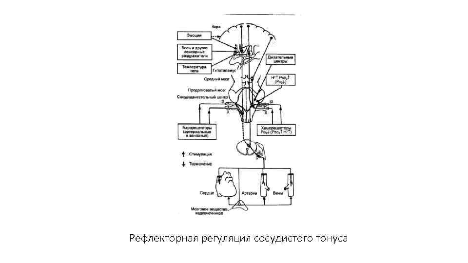 Рефлекторная регуляция сосудистого тонуса 