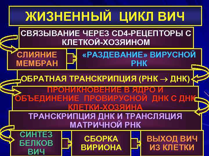 ЖИЗНЕННЫЙ ЦИКЛ ВИЧ СВЯЗЫВАНИЕ ЧЕРЕЗ CD 4 -РЕЦЕПТОРЫ С КЛЕТКОЙ-ХОЗЯИНОМ СЛИЯНИЕ МЕМБРАН «РАЗДЕВАНИЕ» ВИРУСНОЙ