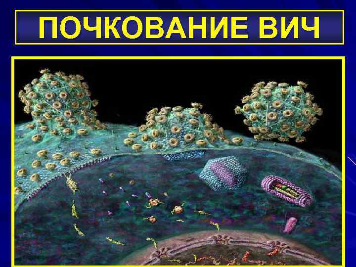 ПОЧКОВАНИЕ ВИЧ 