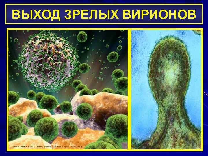 ВЫХОД ЗРЕЛЫХ ВИРИОНОВ 