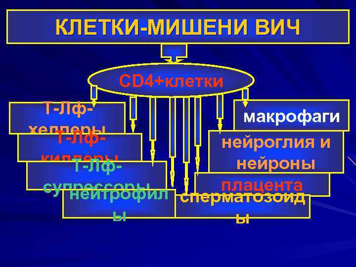 КЛЕТКИ-МИШЕНИ ВИЧ CD 4+клетки Т-Лфхелперы Т-Лф- макрофаги нейроглия и киллеры нейроны Т-Лфплацента супрессоры нейтрофил