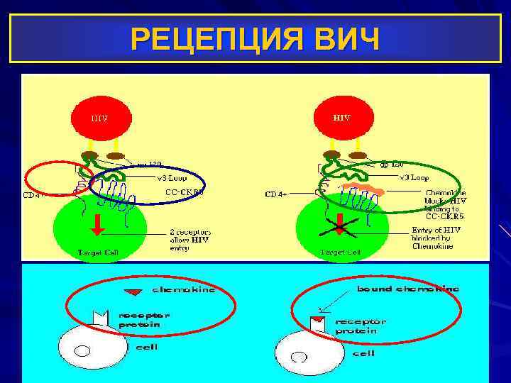 РЕЦЕПЦИЯ ВИЧ 