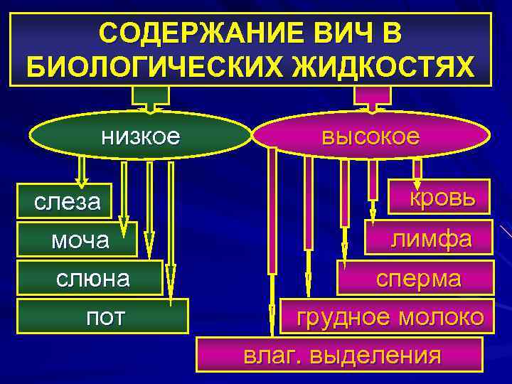 СОДЕРЖАНИЕ ВИЧ В БИОЛОГИЧЕСКИХ ЖИДКОСТЯХ низкое слеза моча слюна пот высокое кровь лимфа сперма