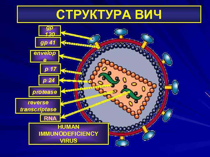СТРУКТУРА ВИЧ gp 120 gp 41 envelop e p 17 p 24 protease reverse