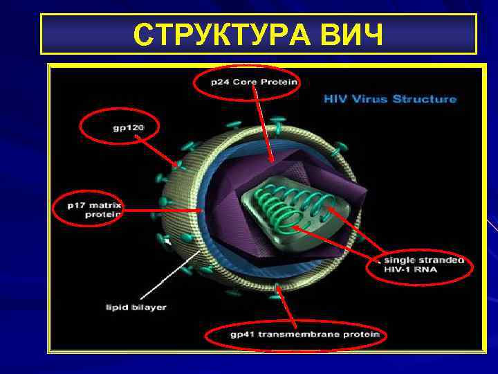 СТРУКТУРА ВИЧ 