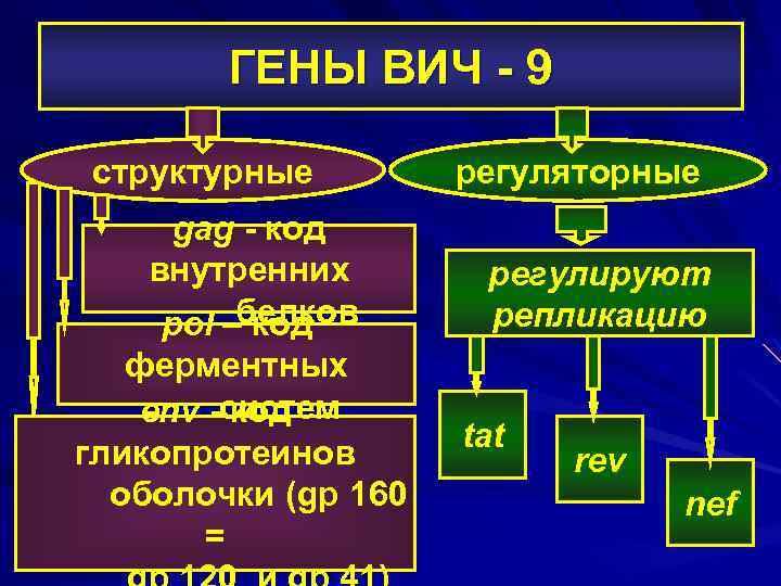 ГЕНЫ ВИЧ - 9 структурные gag - код внутренних pol –белков код ферментных env