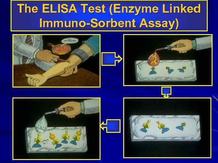 The ELISA Test (Enzyme Linked Immuno-Sorbent Assay) 