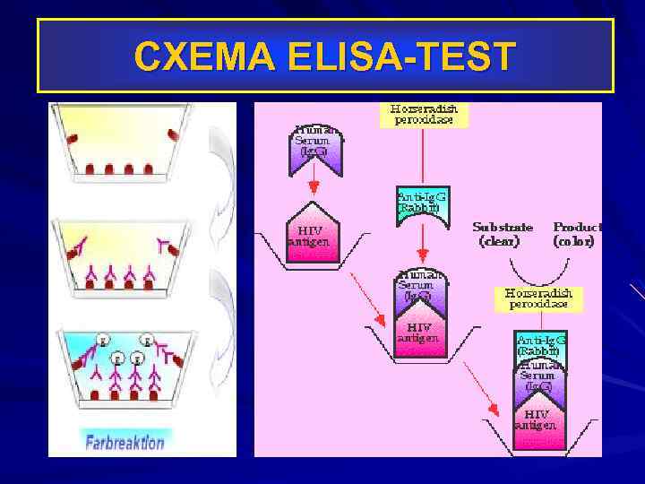 СХЕМА ELISA-TEST 