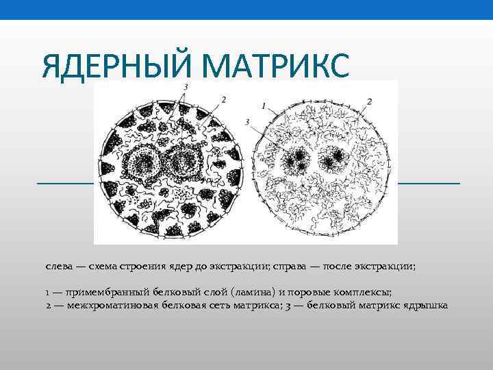 Схема строения fe0