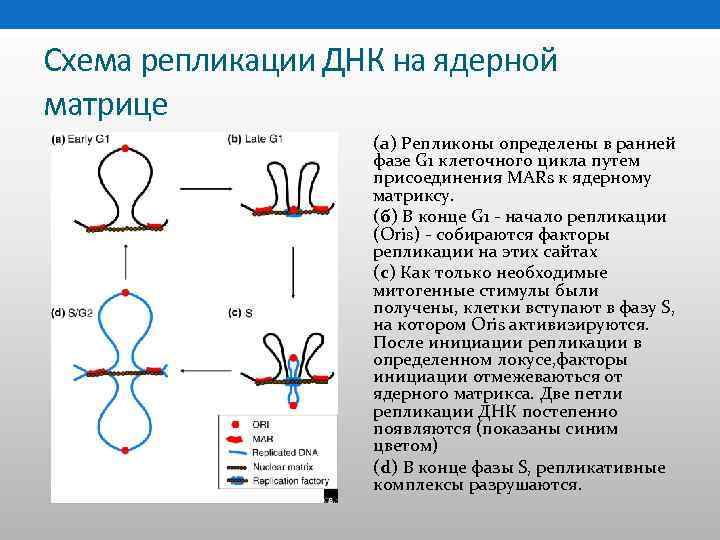 Схема репликации ДНК на ядерной матрице (а) Репликоны определены в ранней фазе G 1