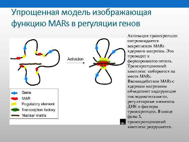 Упрощенная модель изображающая функцию MARs в регуляции генов Активация транскрипции сопровождается закрепления MARs ядерного