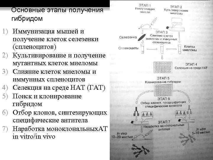 Схема получения моноклональных антител