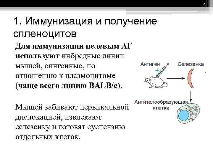 4 1. Иммунизация и получение спленоцитов Для иммунизации целевым АГ используют инбредные линии мышей,