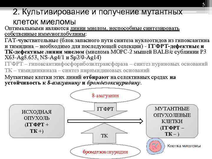 2. Культивирование и получение мутантных клеток миеломы 5 Оптимальными являются линии миелом, неспособные синтезировать