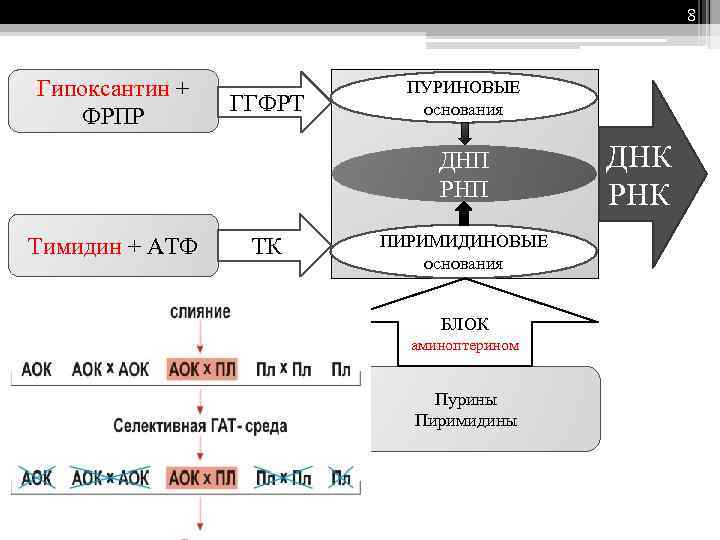 8 Гипоксантин + ФРПР ГГФРТ ПУРИНОВЫЕ основания ДНП РНП Тимидин + АТФ ТК ПИРИМИДИНОВЫЕ