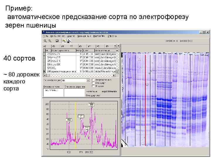 Пример: автоматическое предсказание сорта по электрофорезу зерен пшеницы 40 сортов ~ 80 дорожек каждого