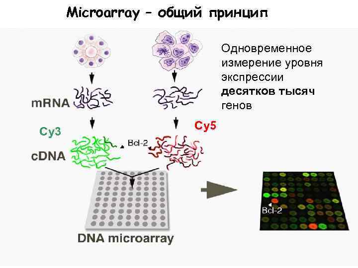 Microarray – общий принцип Одновременное измерение уровня экспрессии десятков тысяч генов Cy 3 Cy