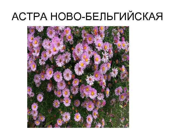 АСТРА НОВО-БЕЛЬГИЙСКАЯ 