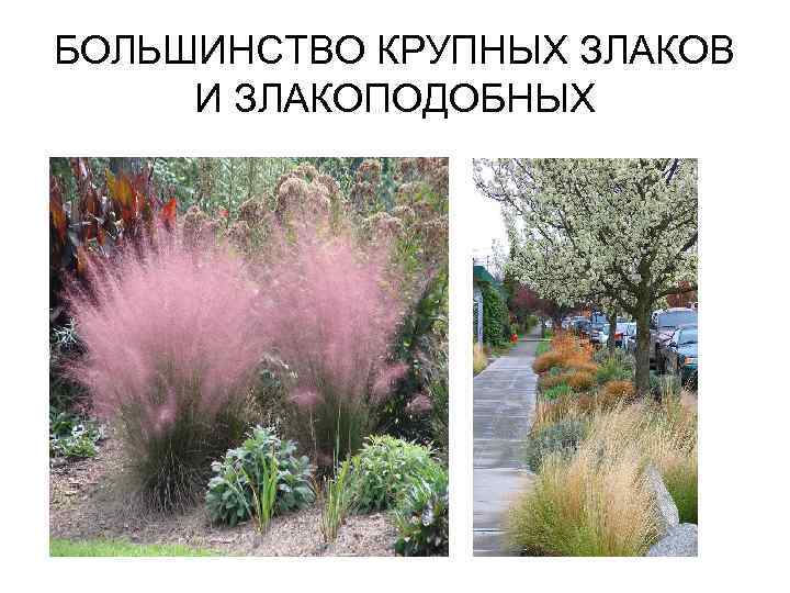 БОЛЬШИНСТВО КРУПНЫХ ЗЛАКОВ И ЗЛАКОПОДОБНЫХ 