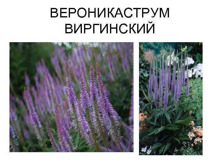 ВЕРОНИКАСТРУМ ВИРГИНСКИЙ 