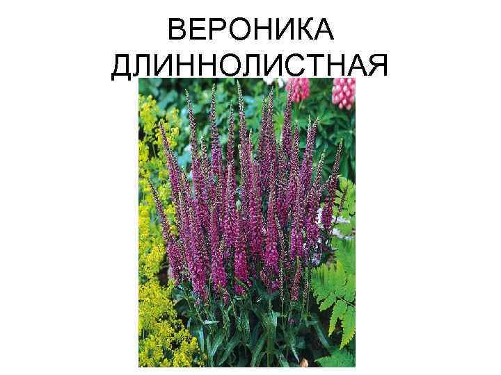 ВЕРОНИКА ДЛИННОЛИСТНАЯ 