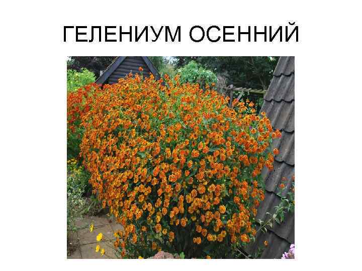 ГЕЛЕНИУМ ОСЕННИЙ 