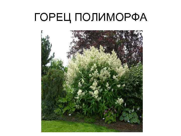 ГОРЕЦ ПОЛИМОРФА 