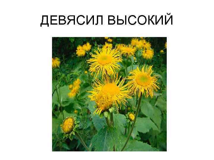 ДЕВЯСИЛ ВЫСОКИЙ 