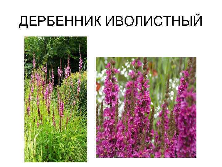 ДЕРБЕННИК ИВОЛИСТНЫЙ 