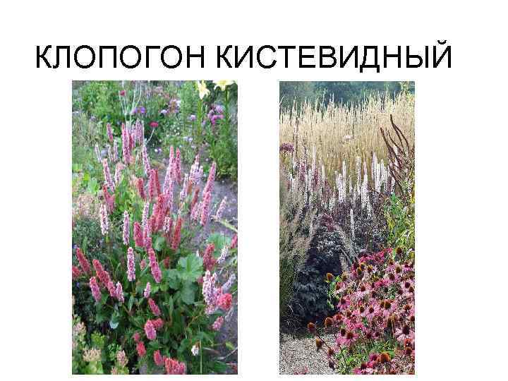 КЛОПОГОН КИСТЕВИДНЫЙ 