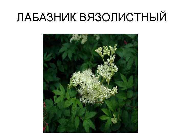 ЛАБАЗНИК ВЯЗОЛИСТНЫЙ 