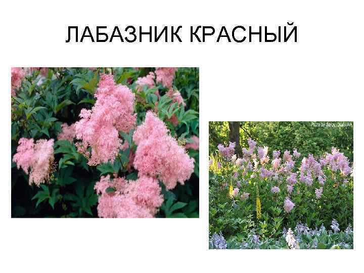 ЛАБАЗНИК КРАСНЫЙ 