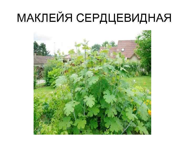 МАКЛЕЙЯ СЕРДЦЕВИДНАЯ 