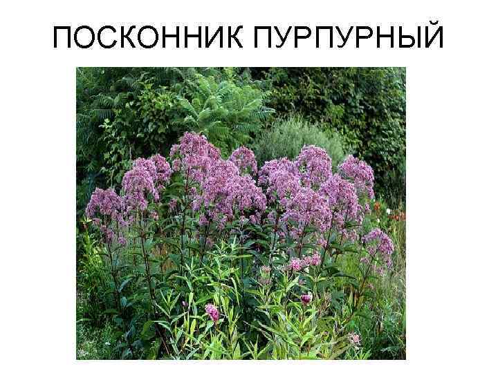 ПОСКОННИК ПУРПУРНЫЙ 