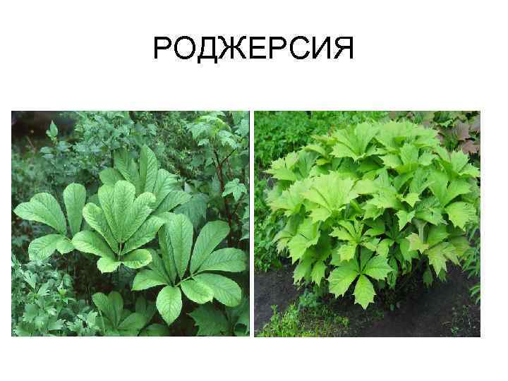 РОДЖЕРСИЯ 