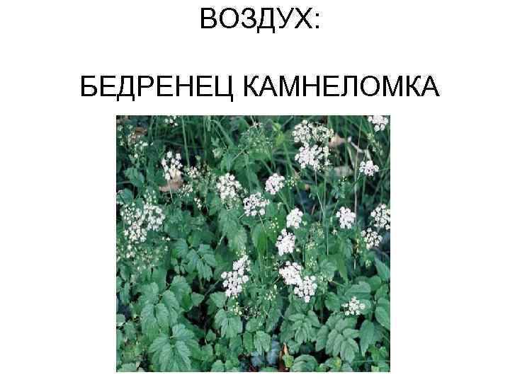 ВОЗДУХ: БЕДРЕНЕЦ КАМНЕЛОМКА 