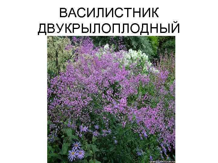 ВАСИЛИСТНИК ДВУКРЫЛОПЛОДНЫЙ 